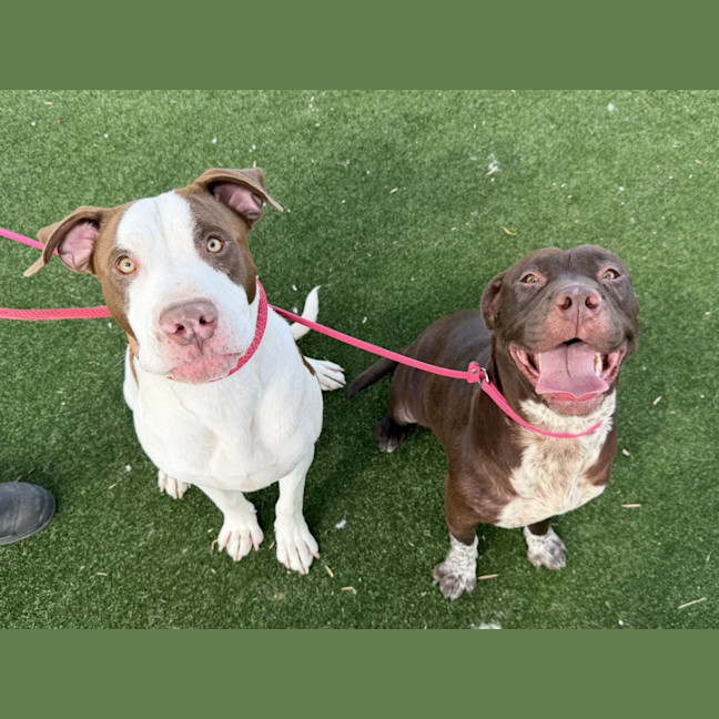 Photo of Jack Imp 3070