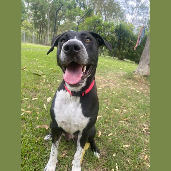 Photo of Oreo