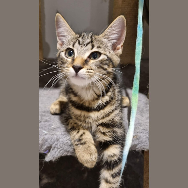 Photo of Gypsy