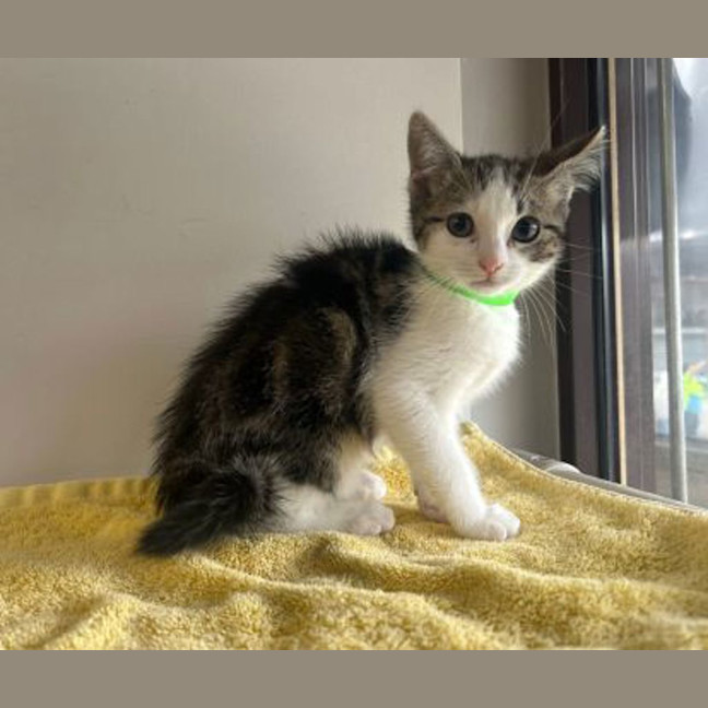 Photo of Smudge