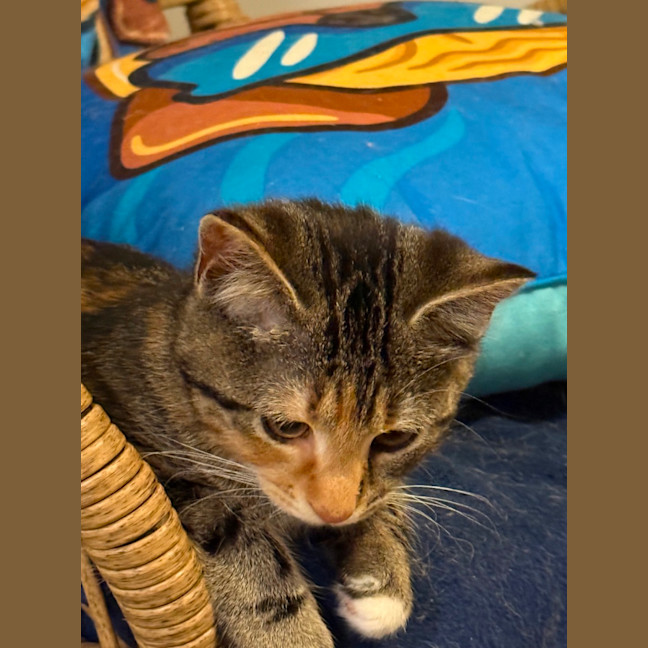 Photo of Cleo
