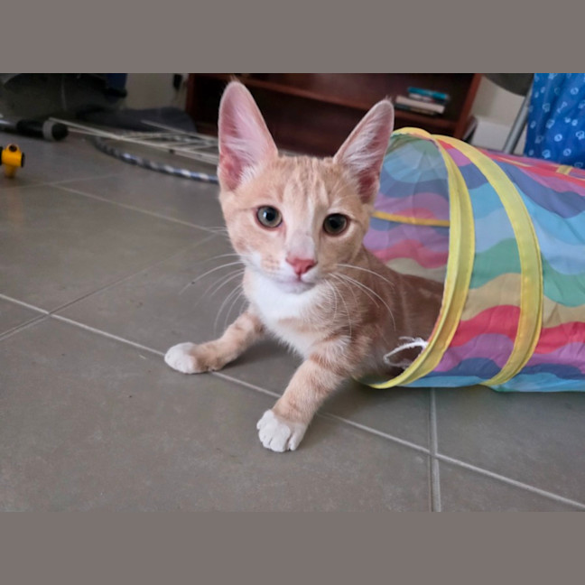 Photo of Henumi 💙