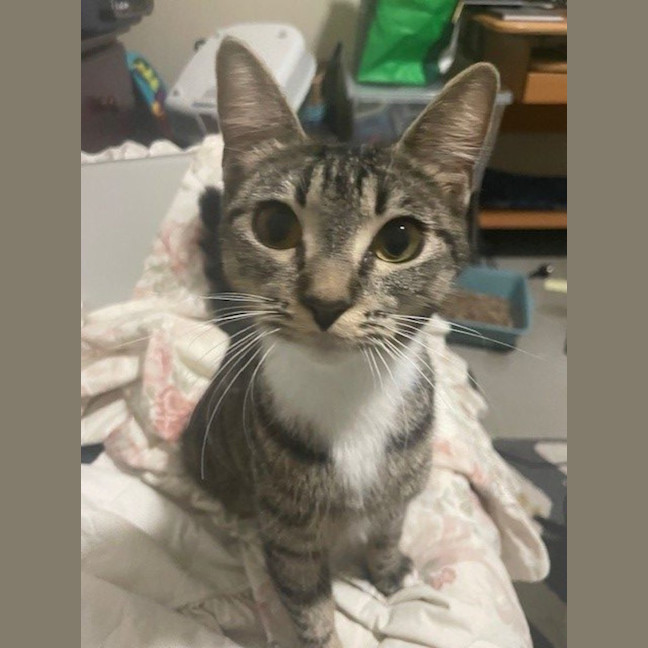 Photo of Harmony  Now At Pet Quarters Belmont