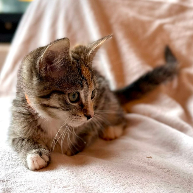 Photo of Sundae   In Foster Care In Bentleigh East