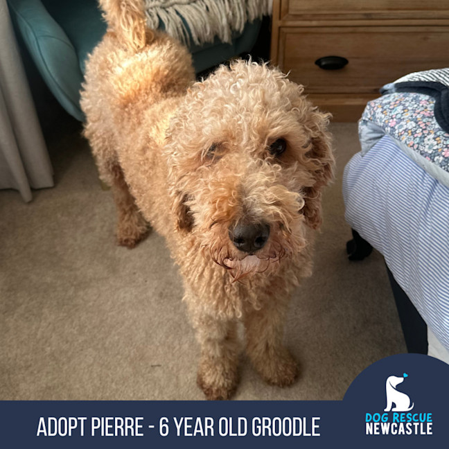 Photo of Pierre   6 Year Old Groodle