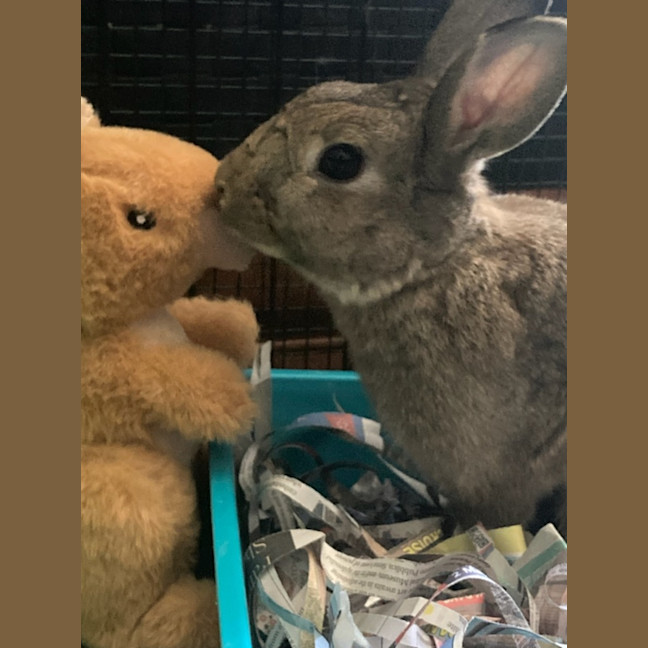 Photo of Zestful Wildy 