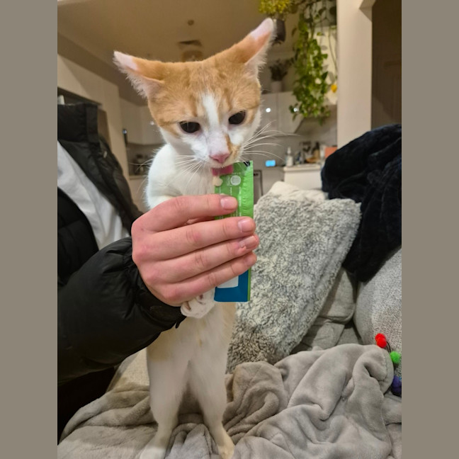 Photo of King Julian