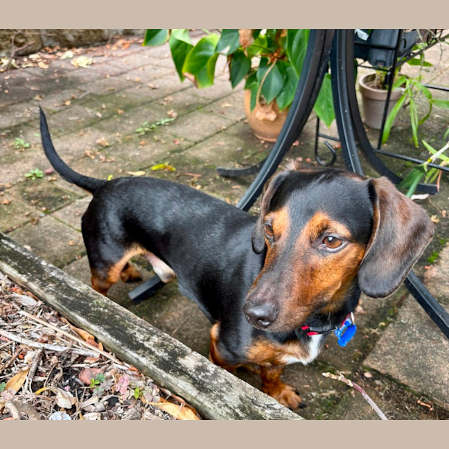 Photo of Hendrix   4 Year Old Dachshund 