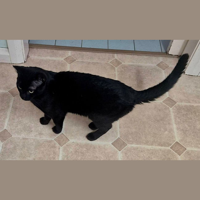 Photo of Juno