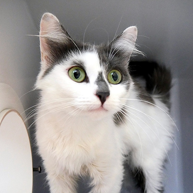 Photo of Fluffy Sta015112