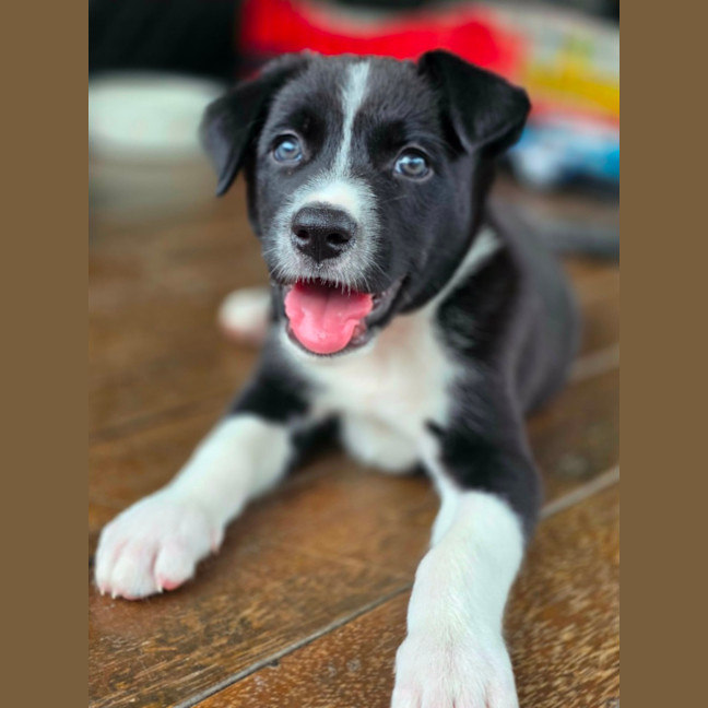 Photo of Asha