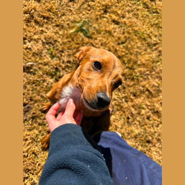 Photo of Toffee