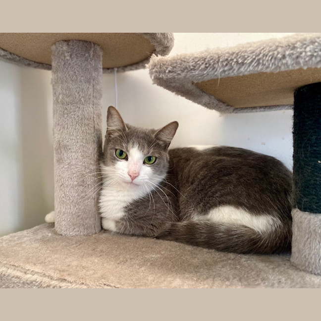 Photo of C1350 Scout