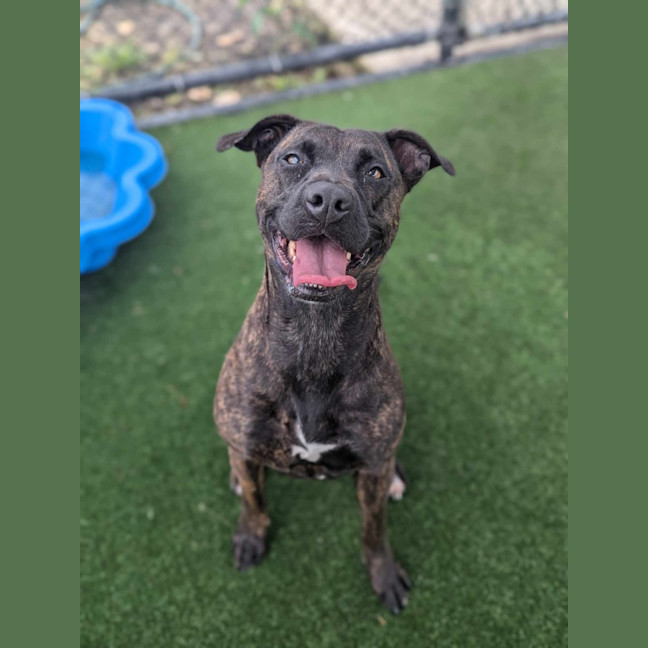 Photo of Petra Imp 2756