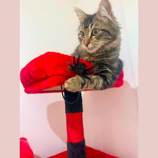 Photo of Goob