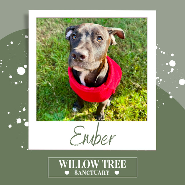 Photo of Ember