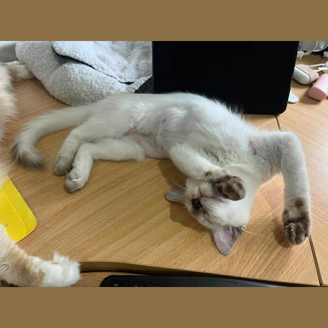 Photo of Willow