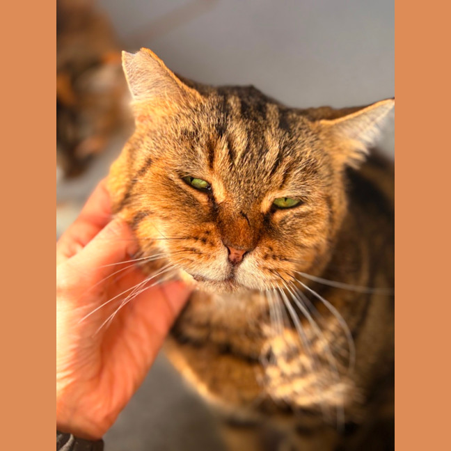 Photo of Charlie Boy