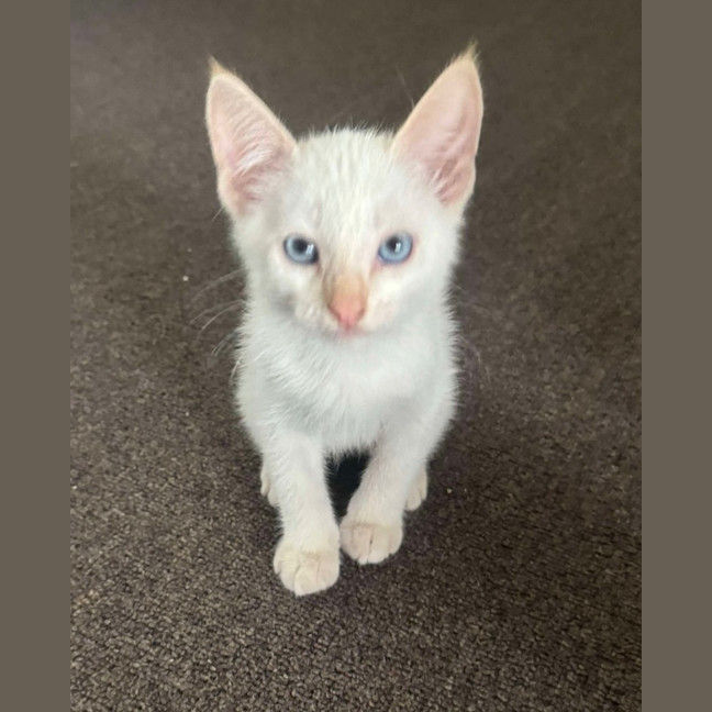 Photo of Cotton Tail