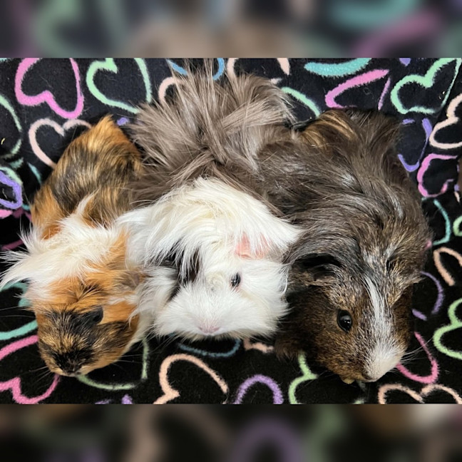 Photo of Milly, Mumble & Moxie