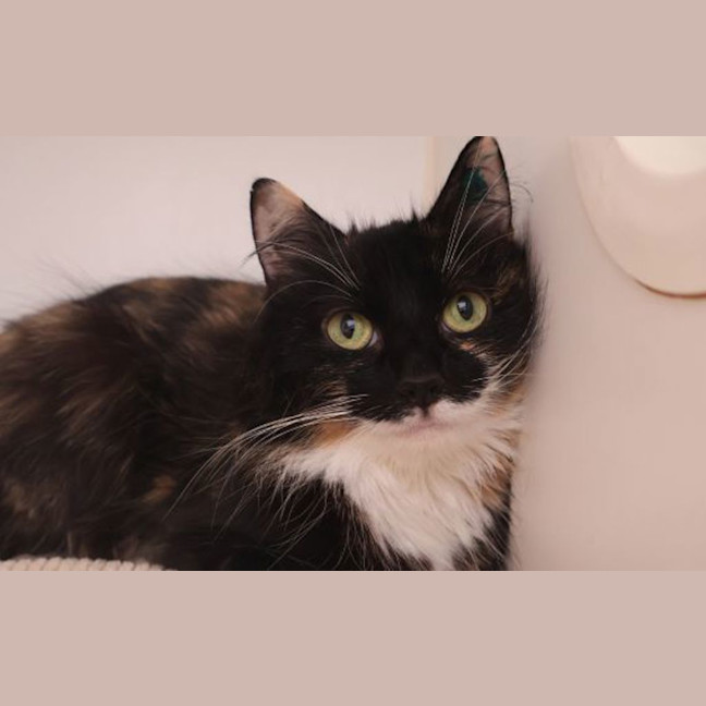 Photo of Princess 
