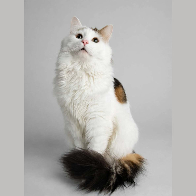 Photo of Oliver