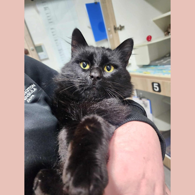 Photo of 🐻 Severus 6267 🐻