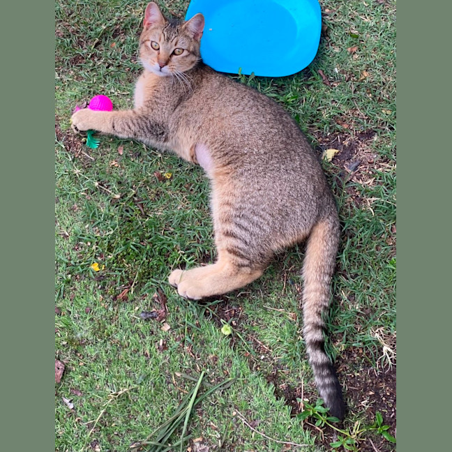Photo of Pepper