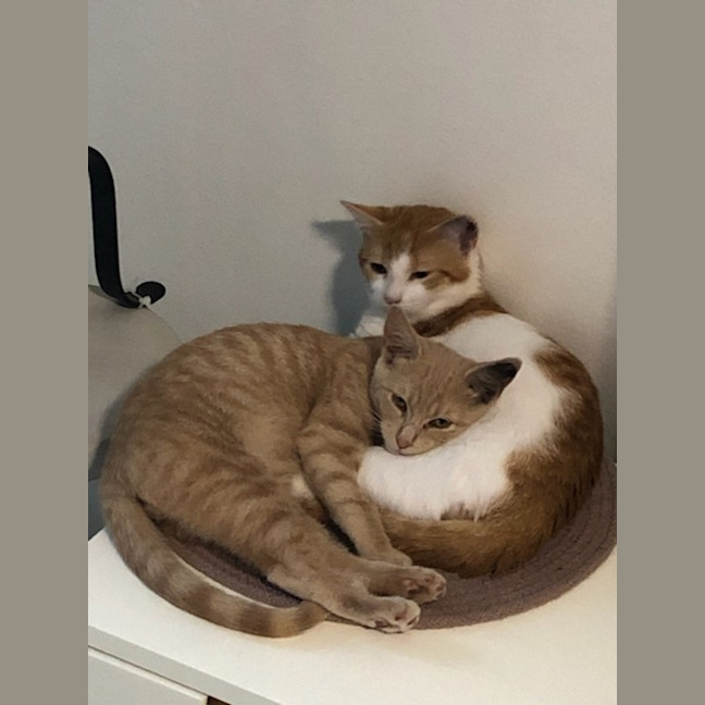 Photo of Little Pudding Boy