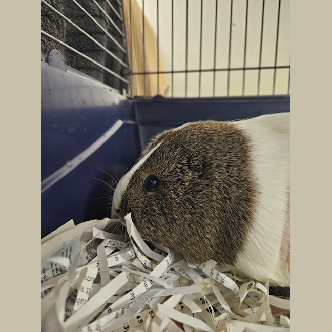 Photo of Brioche