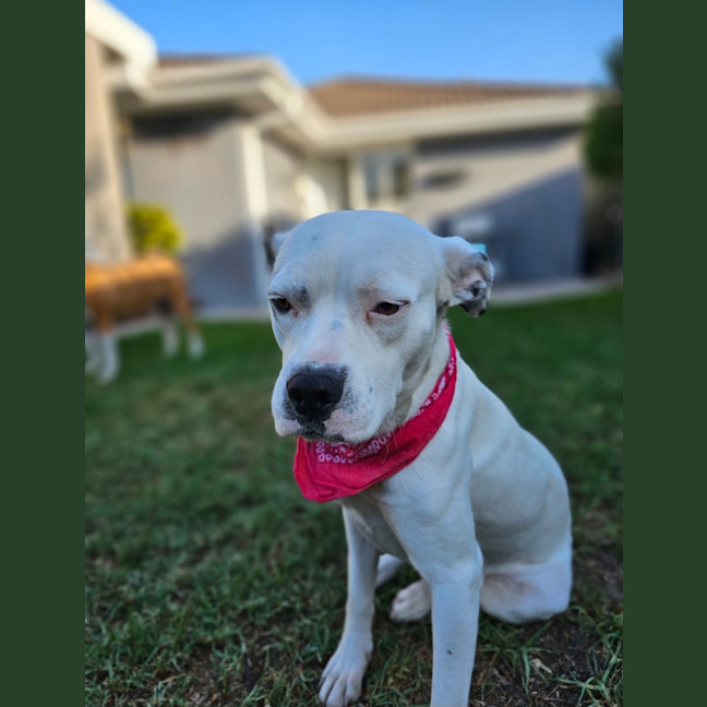 Photo of Hinkypunk