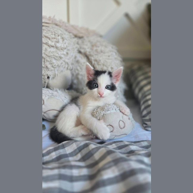 Photo of Toby