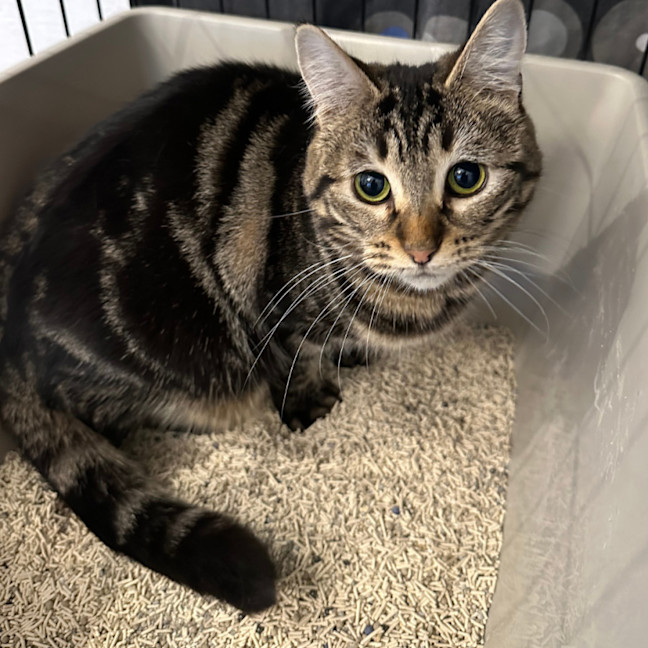 Photo of 🐭 Frankie🐭 