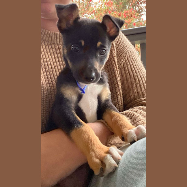 Photo of Chai   8 Week Old Kelpie X (On Trial)