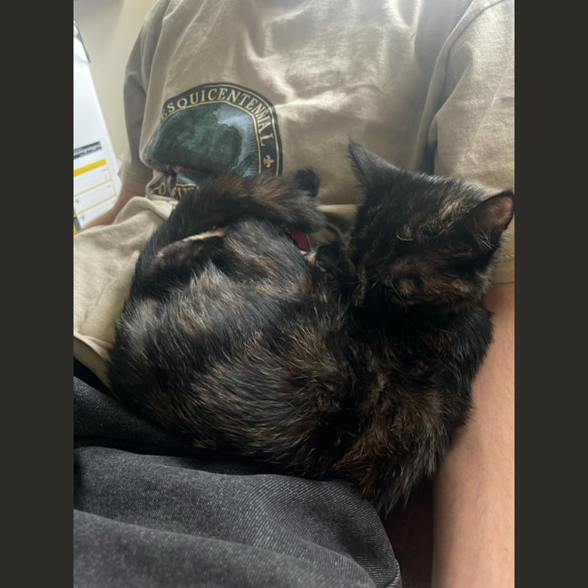 Photo of Sweet Pea   Located In Northcote