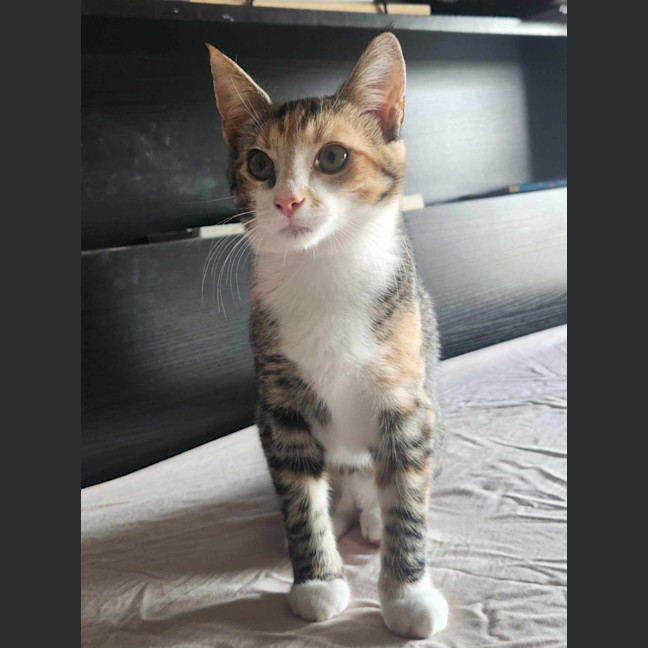 Photo of Lucy   Located In Templestowe