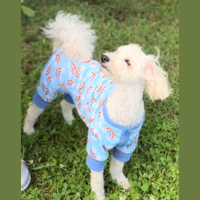 Photo of Milo