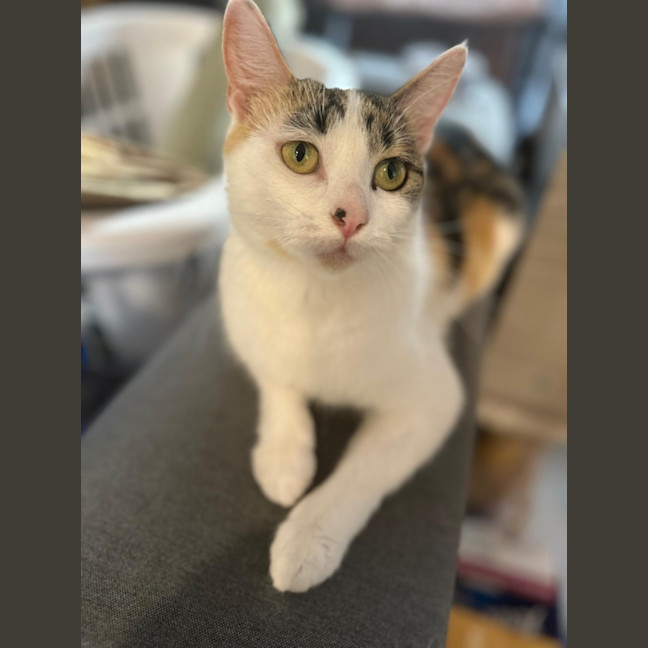 Photo of Daisy