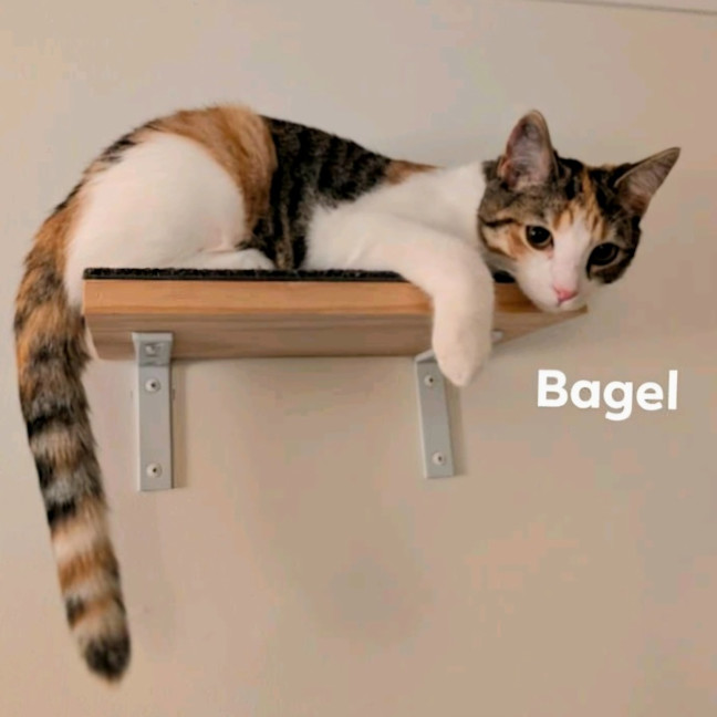 Photo of Bagel