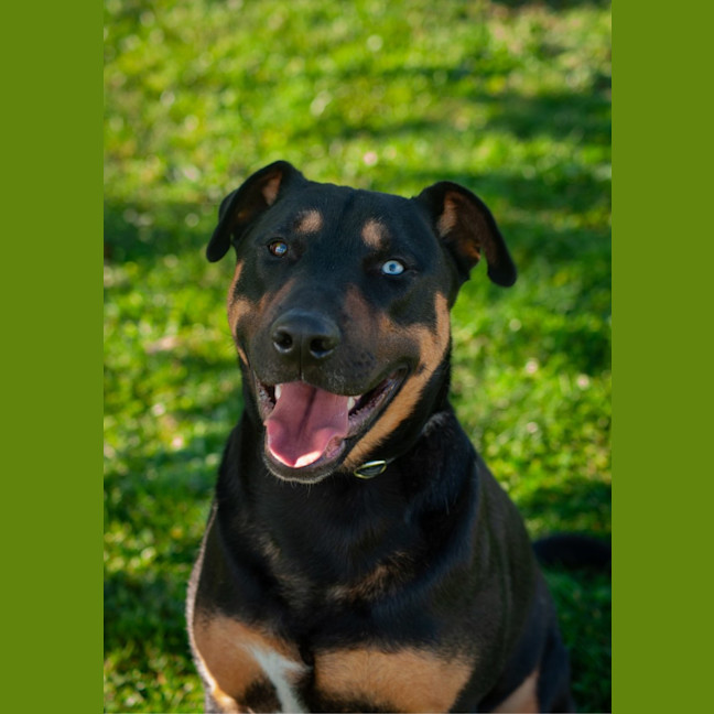Photo of Dozer