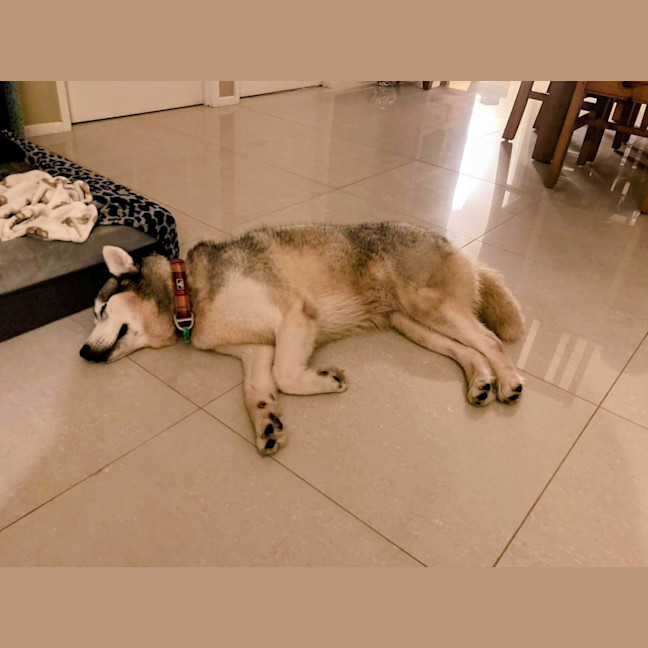 Photo of Luna