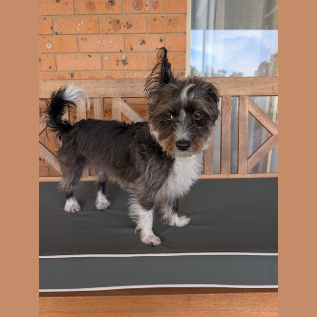 Photo of Mimi   3 Year Old Maltese X Poodle