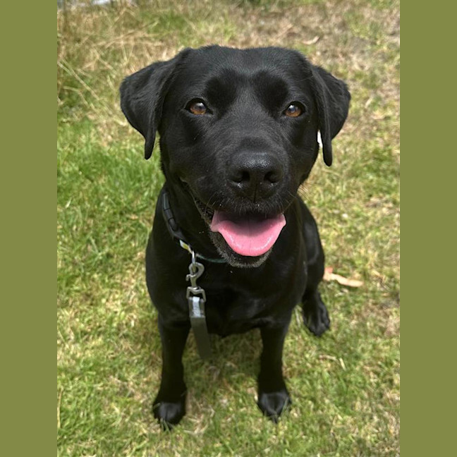 Photo of Olive