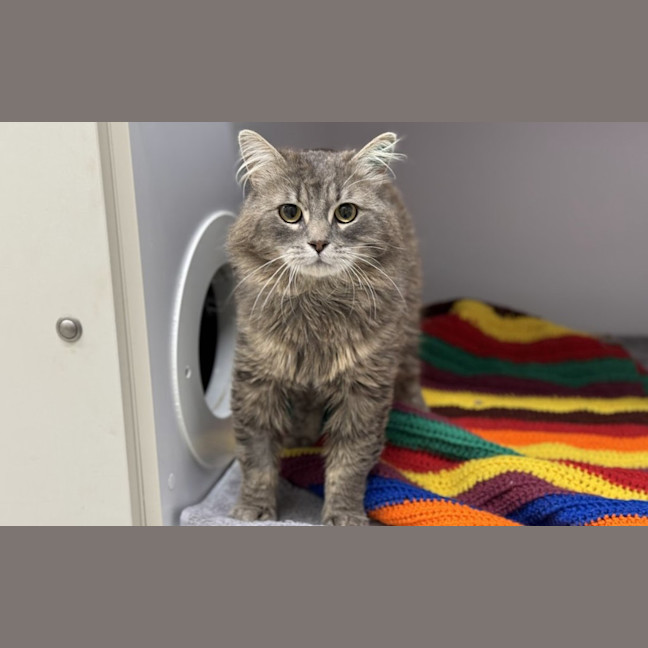Photo of Dumpling