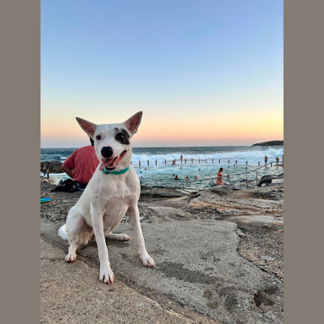 Photo of Luna Lou   2 Year Old Staffy X