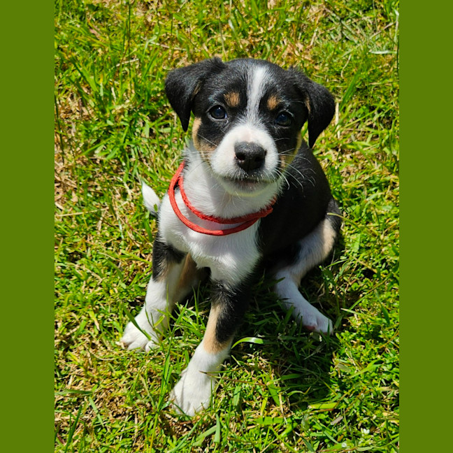 Photo of Tassie Devil