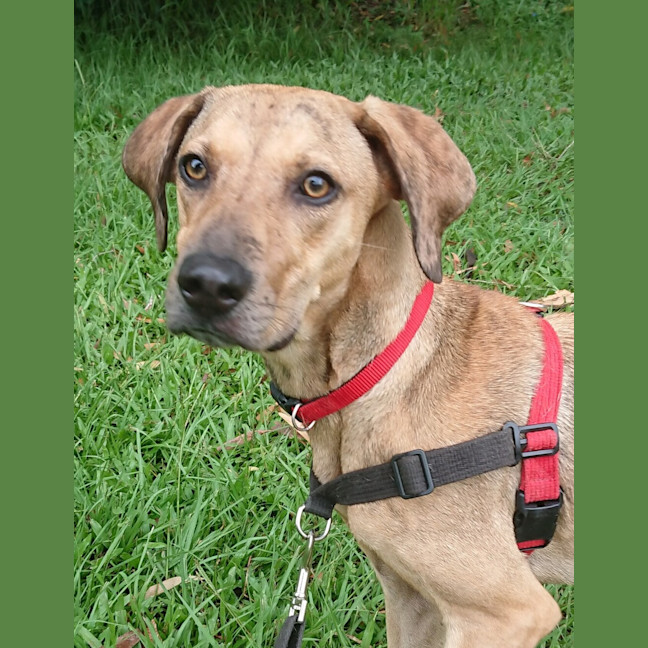Photo of Toffee