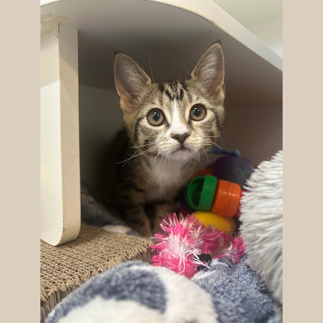 Photo of Echidna (Now Daisy)