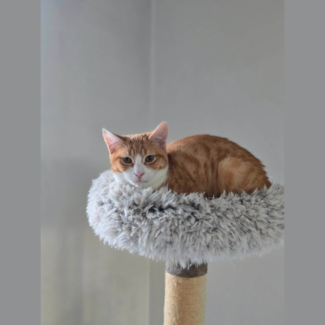 Photo of Archie **2nd Chance Cat Rescue**