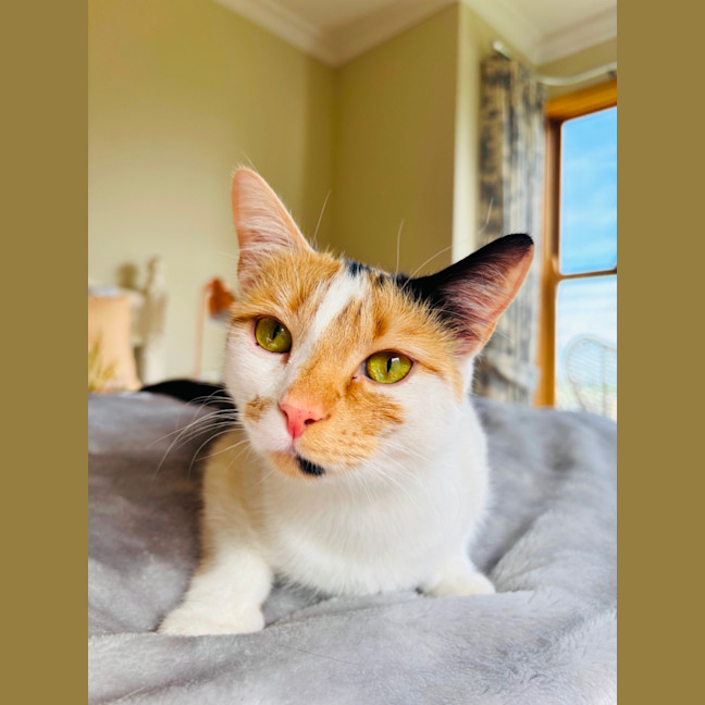 Photo of Clementine 